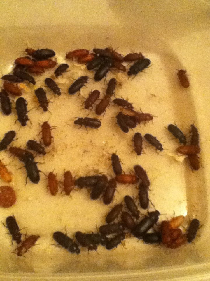 Mealworm Colony 2015! [Picture Thread] - Page 3 IMG_1333_zpspbdvqyhe