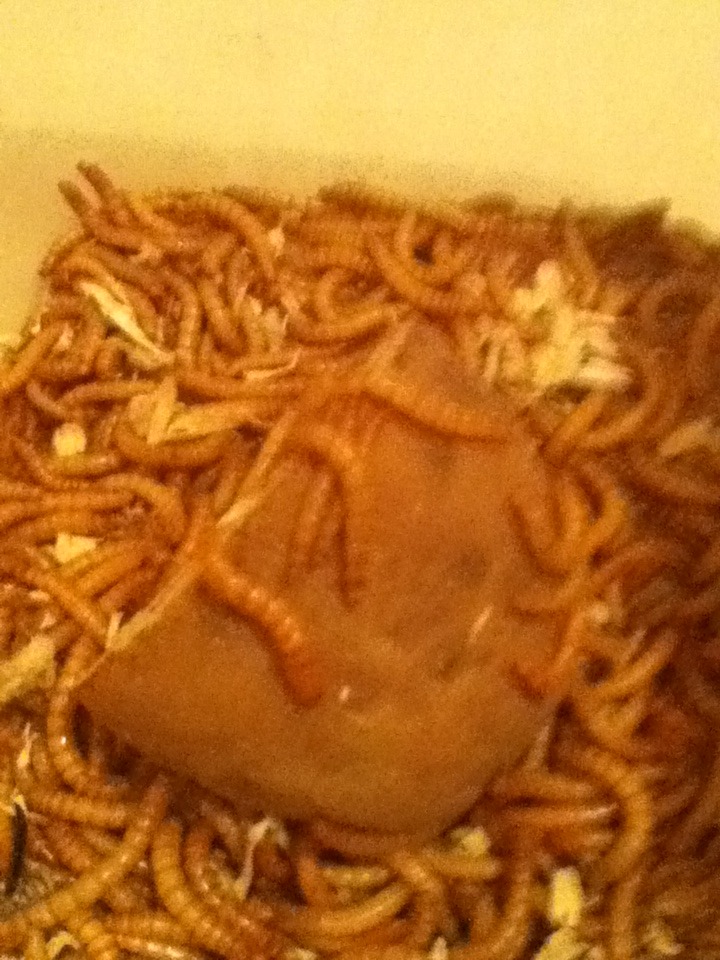 Mealworm "Time-Lapse Slide Show" August 18/2015 IMG_1335_zpsjuplvswj