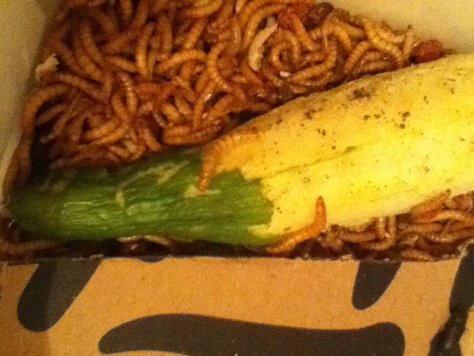 Mealworm vs Cucumber August 2015! [Discontinued] IMG_1537_zpsomsyid0v