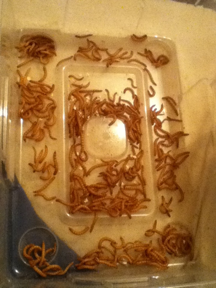 Mealworm Colony 2015! [Picture Thread] - Page 4 IMG_2174_zps5abp1nsd