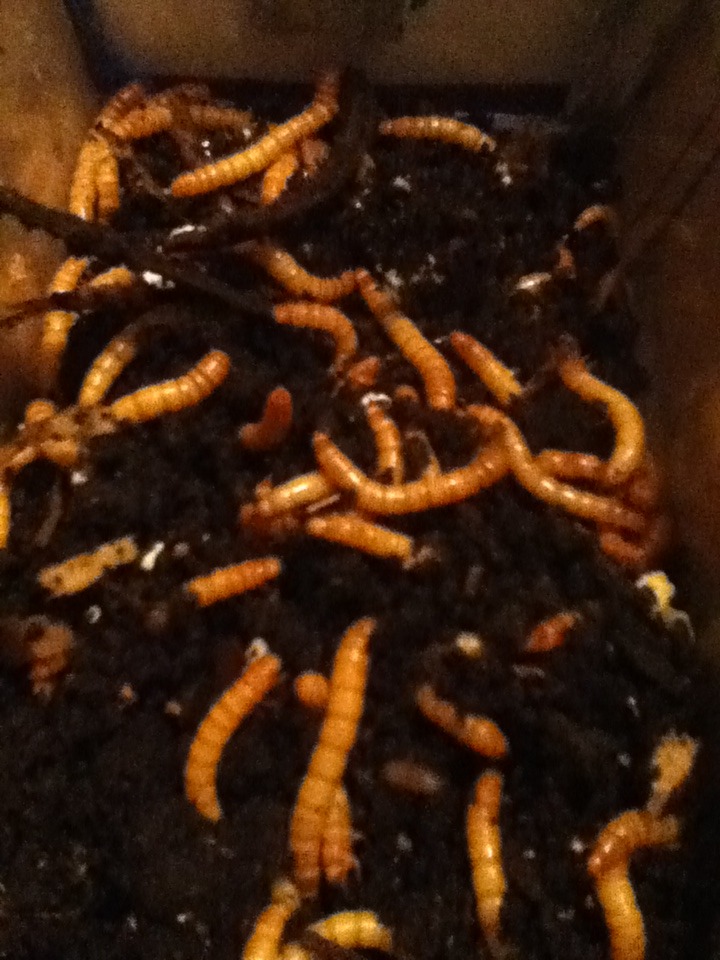 Mealworm Colony 2015! [Picture Thread] - Page 4 IMG_2198_zpsmlilfevd