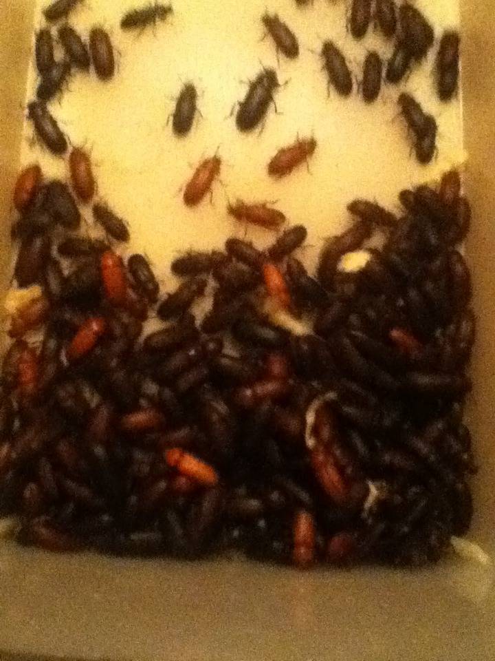 Mealworm Colony 2015! [Picture Thread] - Page 6 IMG_2657_zpsimb8lpwy