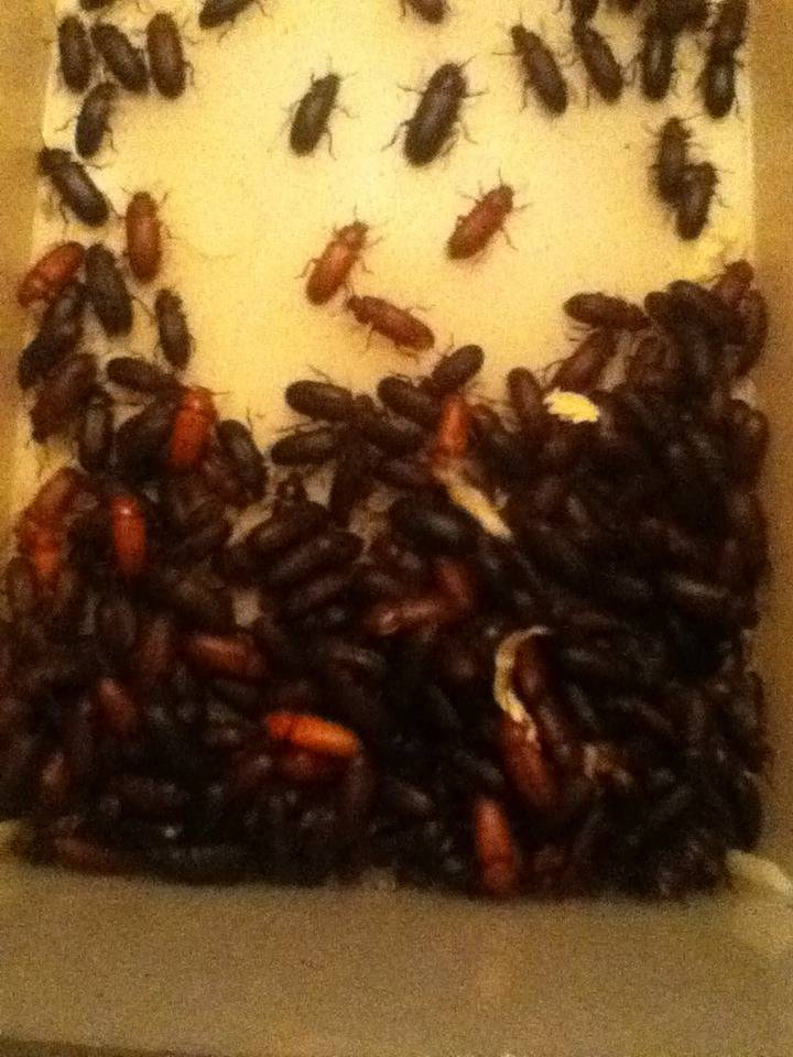 Mealworm Colony 2015! [Picture Thread] - Page 6 IMG_2658_zpsujau6jmo