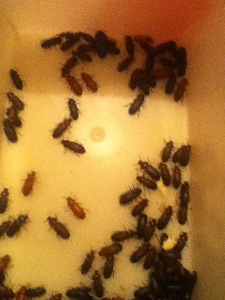 Mealworm Colony 2015! [Picture Thread] - Page 7 IMG_2664_zps4eoq6j3s