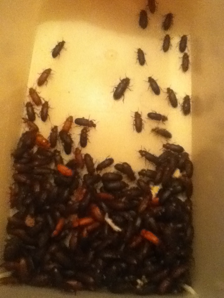 Mealworm Colony 2015! [Picture Thread] - Page 7 IMG_2670_zpsnly5qhot