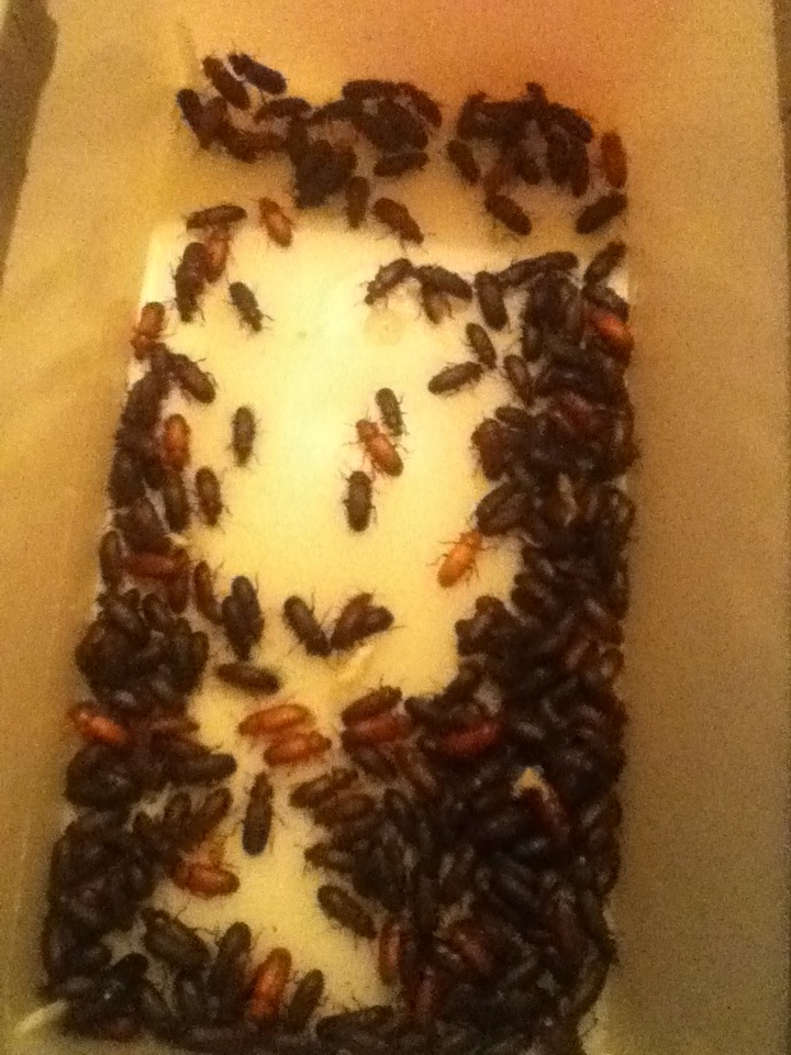 Mealworm Colony 2015! [Picture Thread] - Page 7 IMG_2676_zpscaqodsei