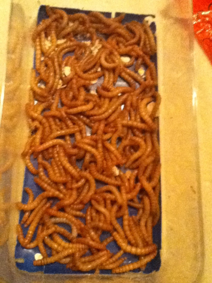 Mealworm Colony 2015! [Picture Thread] - Page 7 IMG_2719_zpshxat38c7