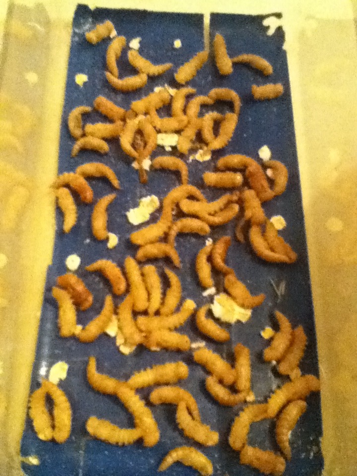 Mealworm Colony 2015! [Picture Thread] - Page 7 IMG_2724_zpsa7aswkby