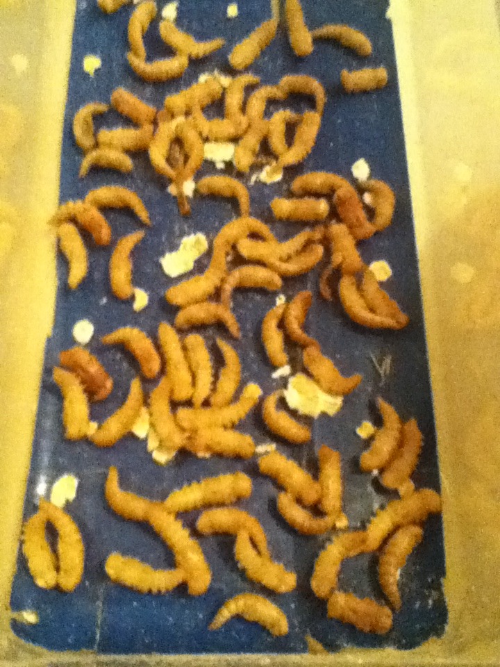 Mealworm Colony 2015! [Picture Thread] - Page 7 IMG_2725_zpsdlhpgw2o