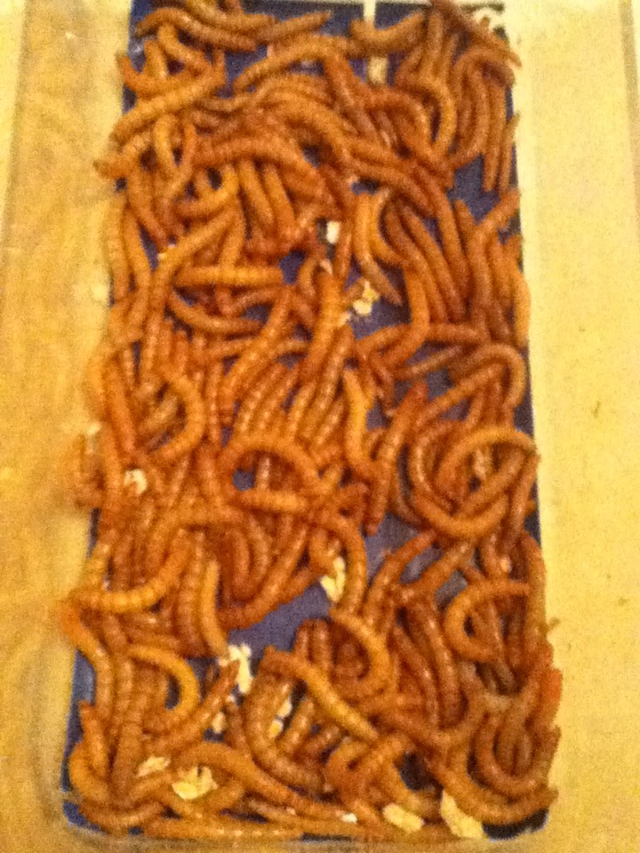 Mealworm Colony 2015! [Picture Thread] - Page 7 IMG_2728_zps1trjtsj5