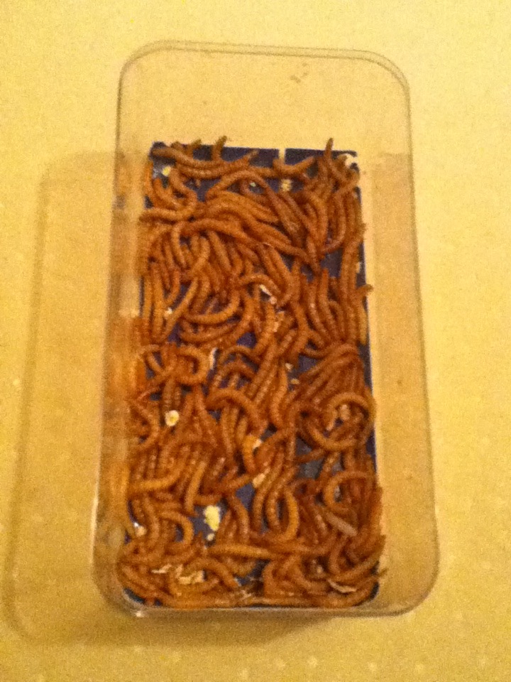 Mealworm Colony 2015! [Picture Thread] - Page 7 IMG_2730_zpsptj6flvl