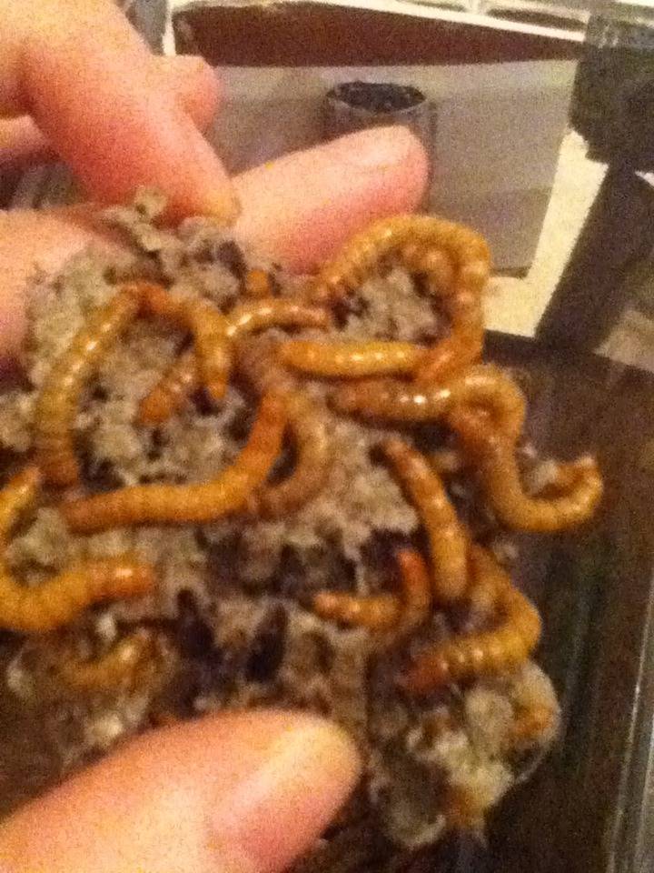 Mealworm Colony 2015! [Picture Thread] - Page 8 IMG_2778_zpsva7b9qdd