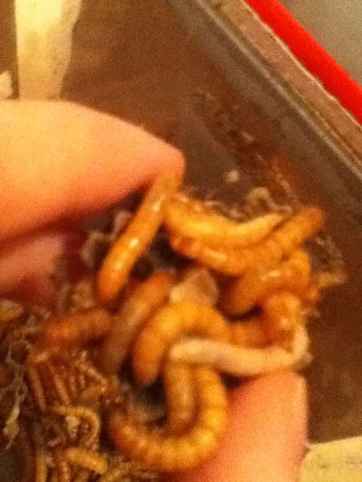 Mealworm Colony 2015! [Picture Thread] - Page 8 IMG_2864_zpshqk8qoeh