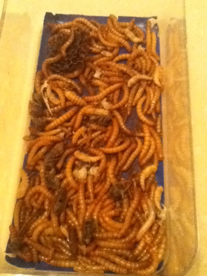 Mealworm Colony 2015! [Picture Thread] - Page 8 IMG_2910_zpsrxf9x1yi