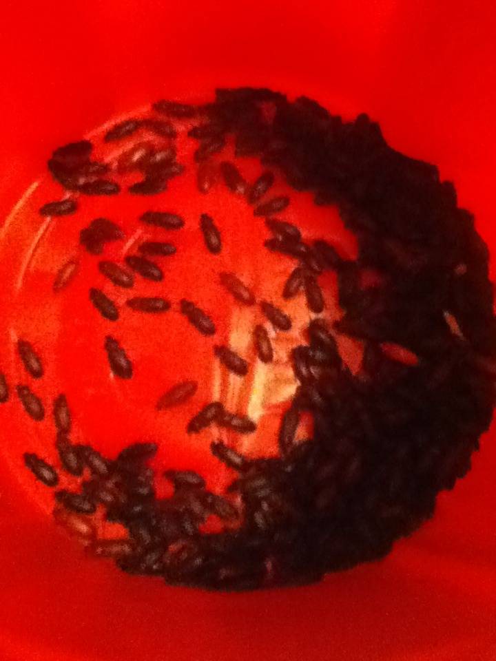 Mealworm Colony 2015! [Picture Thread] - Page 9 IMG_3028_zpsukdioerl