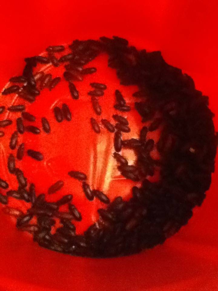 Mealworm Colony 2015! [Picture Thread] - Page 9 IMG_3029_zpsol7a4i74