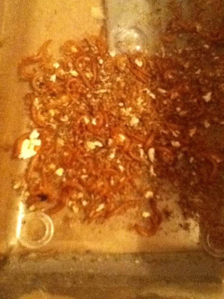 Mealworm Colony 2015! [Picture Thread] - Page 9 IMG_3047_zpsfxvaathb