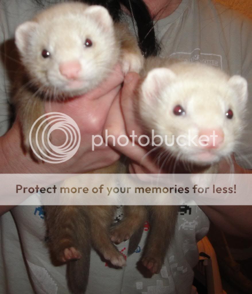 Ferret Family DSC04491_zps751bd500