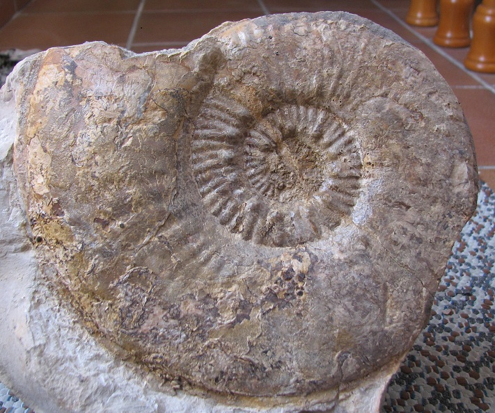 Ammonites del Lias de la Ibérica (II) Hg_1_pnt_zps6cecc420