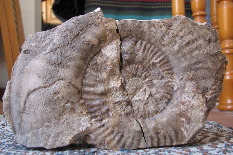 Ammonites del Lias de la Ibérica (II) Hg_3_pnt_zpsdb8b46df