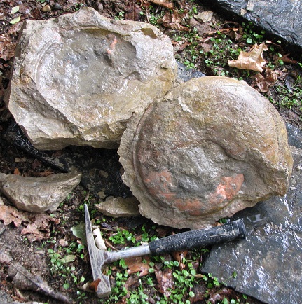 Limpieza ammonites en roca. Hl_1b_pnt_zps5163bfa1