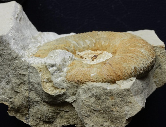 Roturas en ammonites O_tenuituberculatus_cpnt_zpsfb1ad6d1