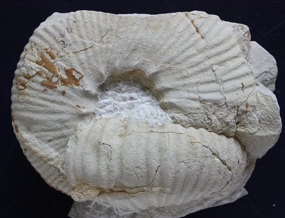 Roturas en ammonites Olcostephanus_variegatus_pnt_zps2842188f