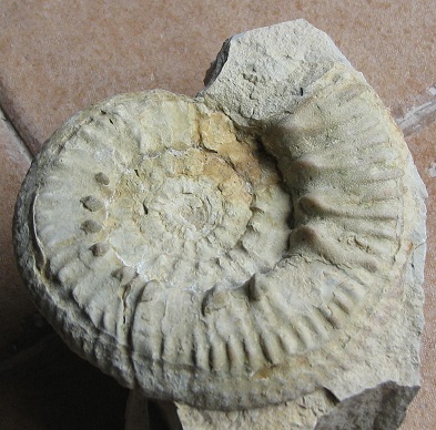 Extracción de pequeños trozos de fósil de la roca matriz (ejemplo ammonite) R10_p_zpscf96f754