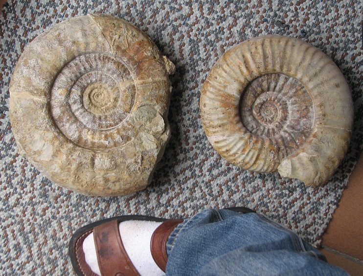 Ammonites del Lias de la Ibérica (III) Toar_2a_pnt_zps54486e0e