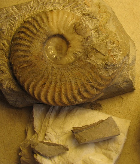 Limpieza ammonites en roca. Variab_2_pnt_zps841822fa