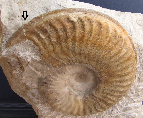 Limpieza ammonites en roca. Variab_5_pnt_zps640d8c81