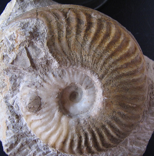 Limpieza ammonites en roca. Variab_6_pnt_zps2337442c