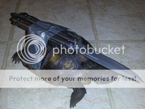 tortoises Funny-turtle-knife-attack-guard-1_zps2858ec4e