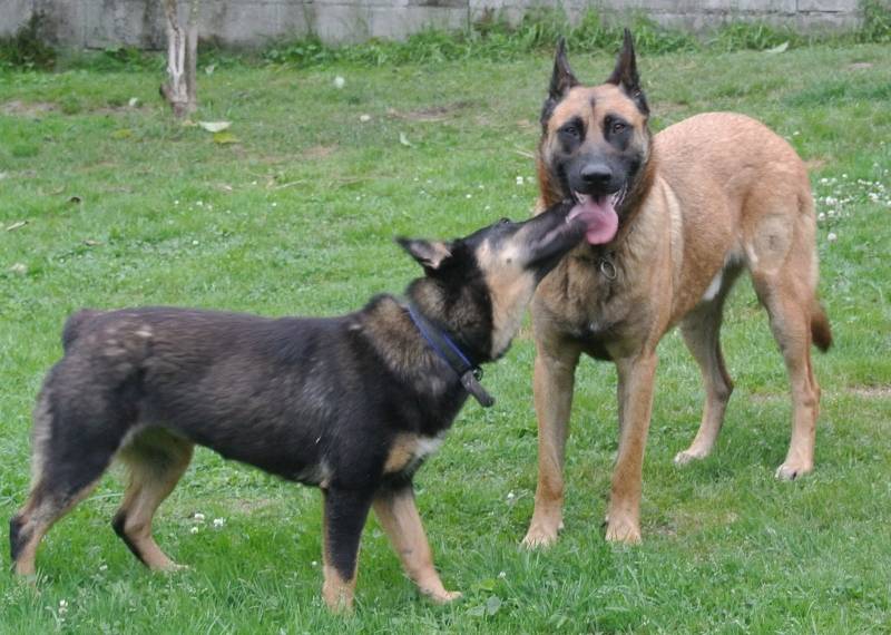 CHE, x malinois (RESERVADO) Zsazsa_che_jul12_3_zpsc8c9e178