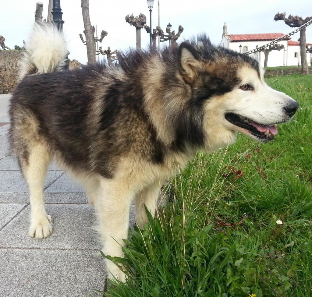 Nanuk, Alaskan Malamute adoptado Mataro Nanuk_150213_3_zps3918e461