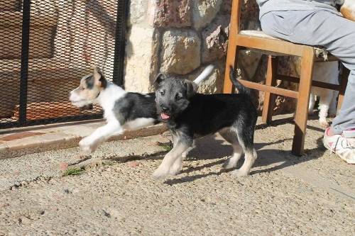 NUCA; H x foxterrier joven Nuca1500x333_zps5ba27ce6