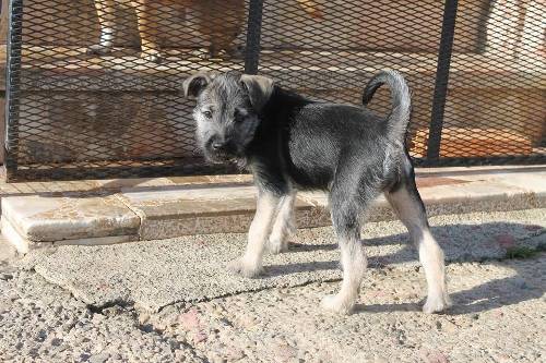 NUCA; H x foxterrier joven Nuca2500x333_zps132ad55a