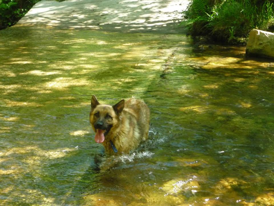 REX, M x malinois (RESERVADO) 1001666_477484952346523_305859179_n_zpsdd86205a