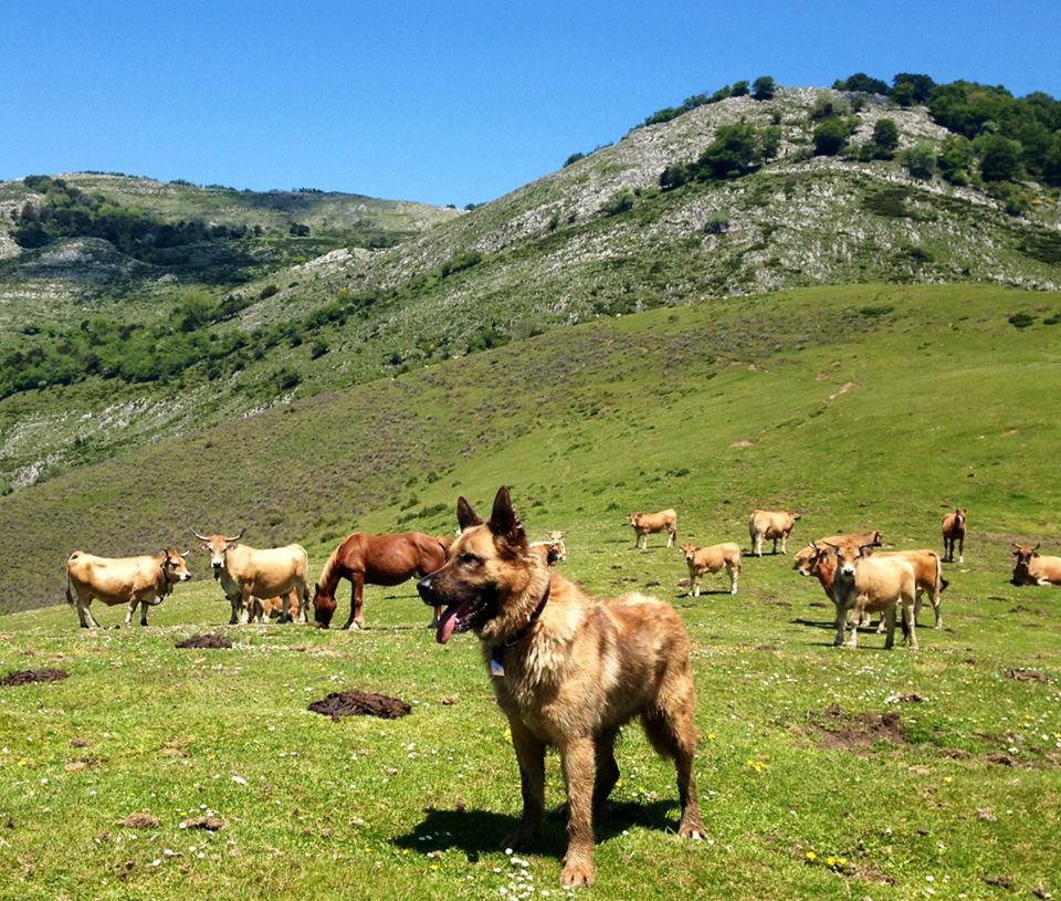 REX, M x malinois (RESERVADO) 1006250_471346536291805_1589831316_n_zps26870897