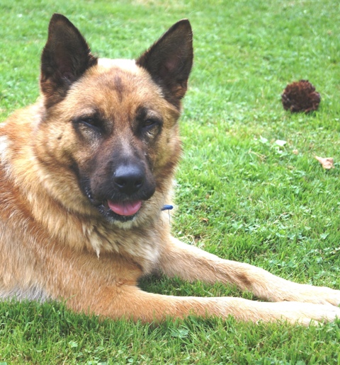 REX, M x malinois (RESERVADO) Rex_1307132_zps309ac747