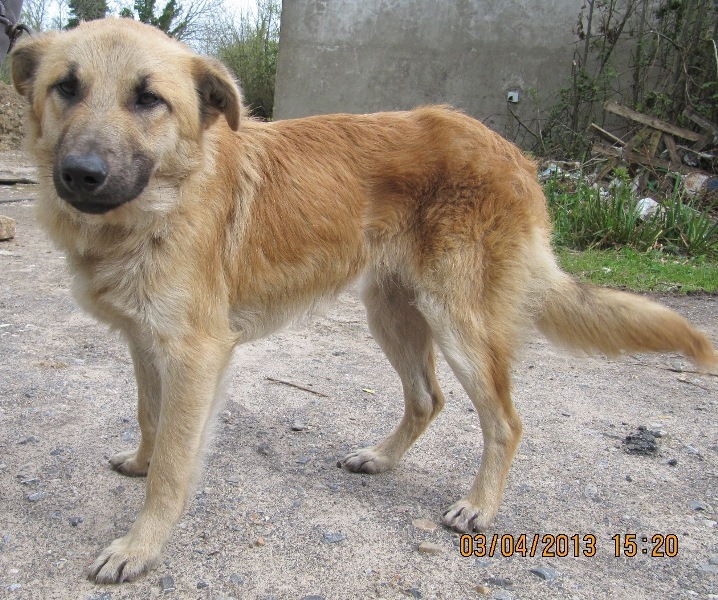 FITO, x Pastor joven (RESERVADO) Perrosueve005_zps41d74551