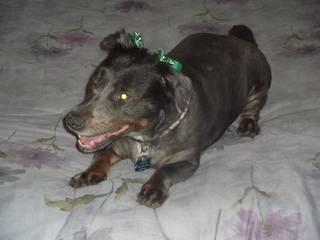 Pictures of my dog. - Page 2 026_zpsvnl3mzv9