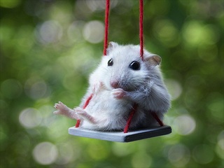 katie got a swing Hamster%20on%20a%20Swing_zpsrprcq2te