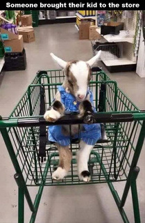 Weird but cute baby goat pic Someone%20brought%20their%20kid%20to%20the%20store_zpsguraphgw