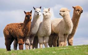 An animal name game... - Page 6 Alpaca_zpsmzgqmylv