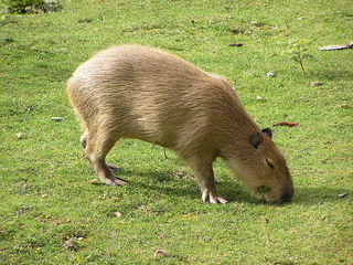If you could own any animal in the world, what would it be? Capybara3_zpssoawgdru