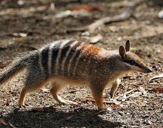 An animal name game... - Page 5 Numbat2_zpseyxeifng