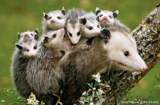 An animal name game... - Page 2 Opossum-mom-babies_zpsj1agq2dr