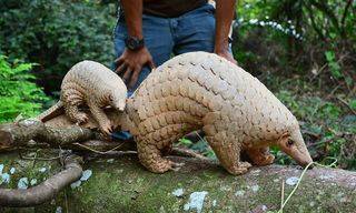 If you could own any animal in the world, what would it be? Pangolin%20and%20pup_zpswul4uaj4