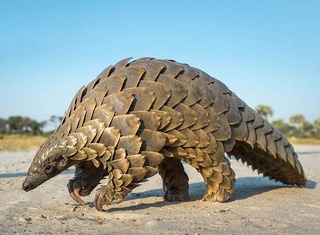 If you could own any animal in the world, what would it be? Pangolin_zps7bssfxrz